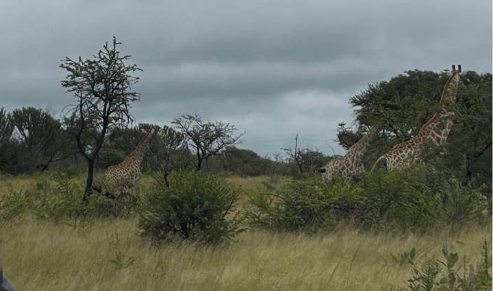 Giraffes seen during a school wildlife excursion